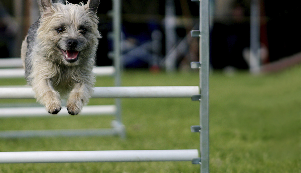 Small dog jumping obstacles in a dog show
